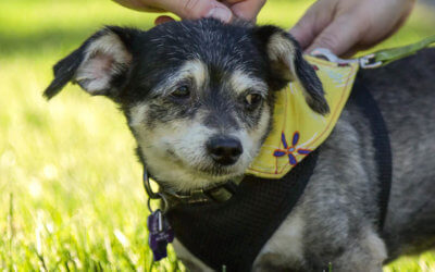 The Kibble –  Rita’s Legacy