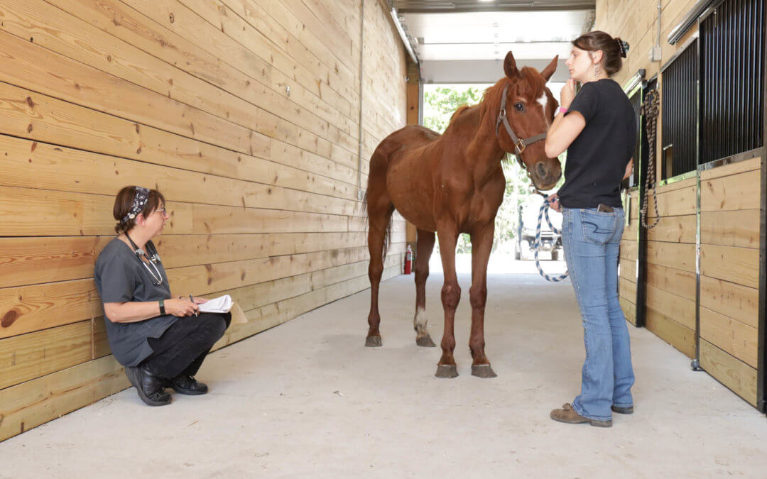 The Kibble –  How We’re Helping Farm Animals