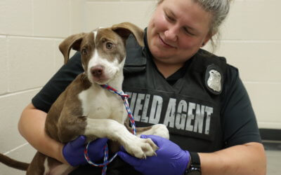 HB 4703 and HB 4704 (Bond-or-Forfeit Bills)