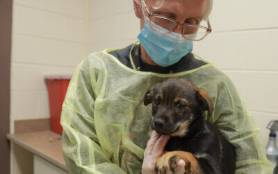 What is Parvovirus and Should We Be Worried?