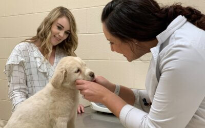 The Use of Telehealth in Veterinary Medicine