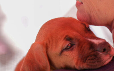 Keeping Families Together