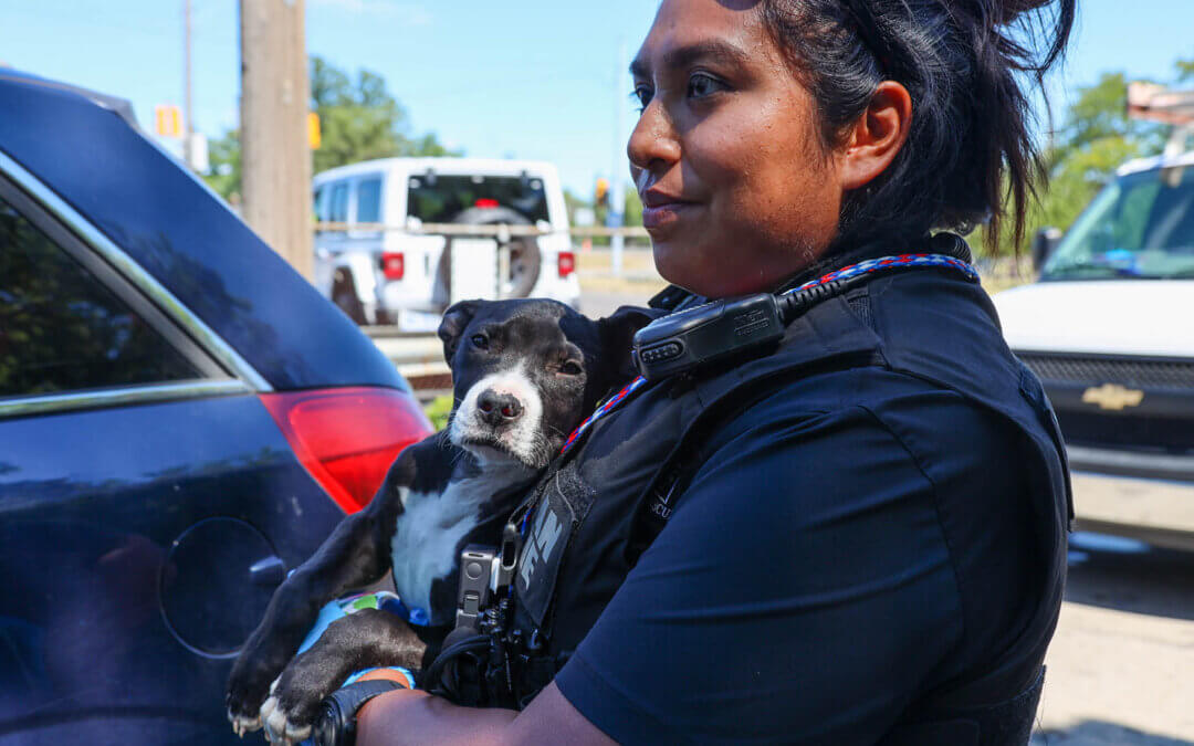 Beyond State Laws and Local Ordinances: Advocating for Federal Animal Welfare Legislation