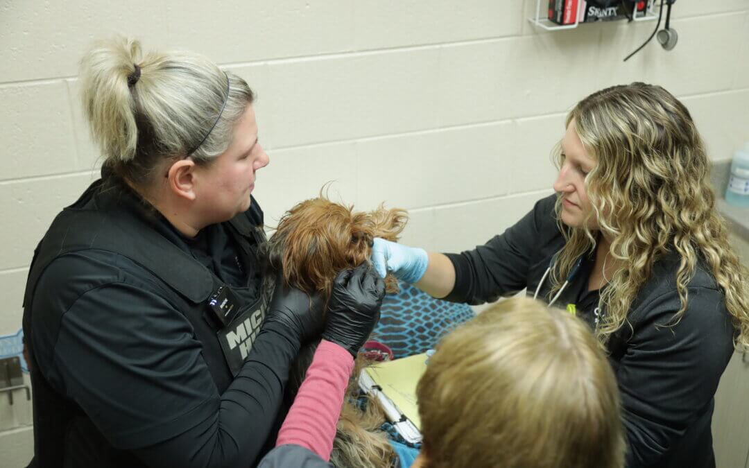 Domestic Violence and its Connection to Animal Abuse