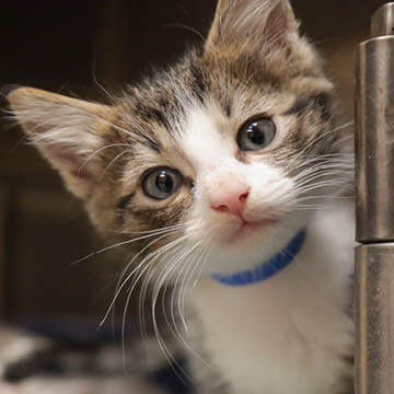 Dog visiting the veterinarian.