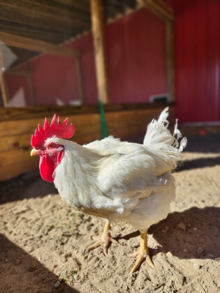 Keeping Chickens in Michigan