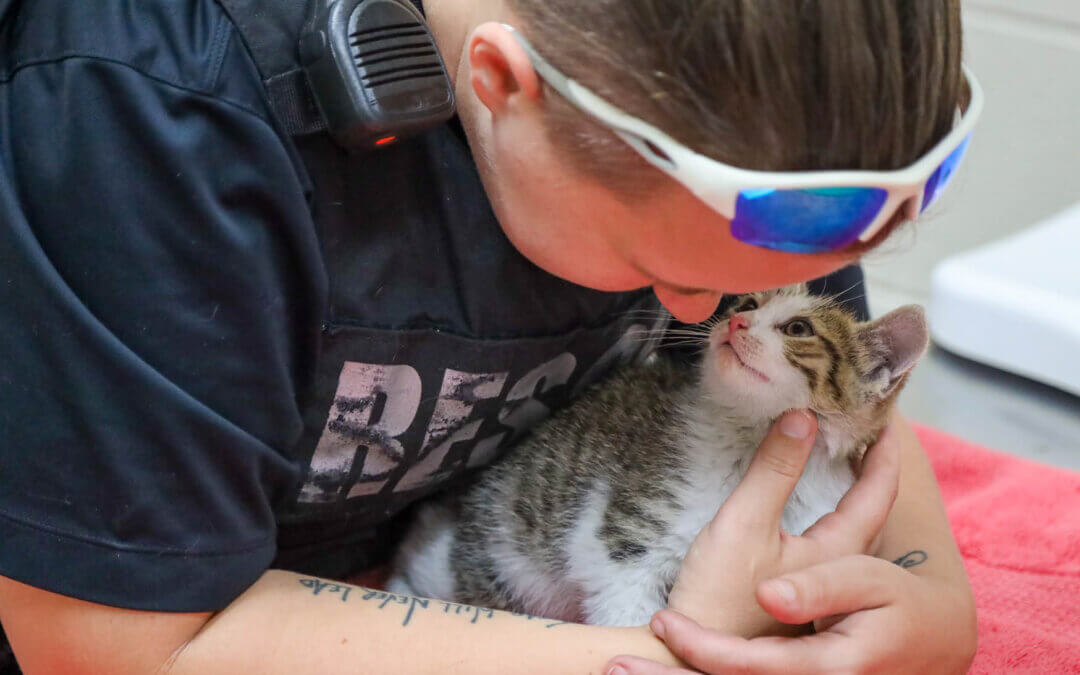 Protecting People and Pets from Domestic Violence