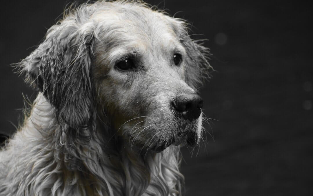 Goldie’s Act Reintroduced