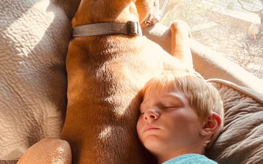 Breed-Specific Bans Don’t Address the Real Issues