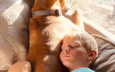 Breed-Specific Bans Don’t Address the Real Issues