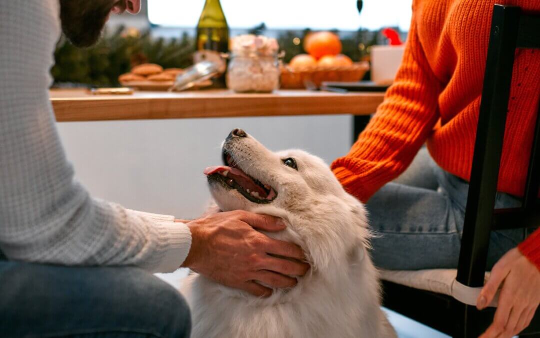 Keeping Pets Happy and Safe During Holiday Celebrations