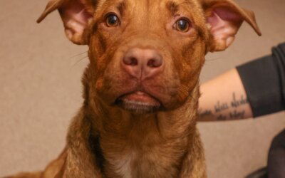 Unknown Canine Respiratory Illness: What We Know and What You Can Do