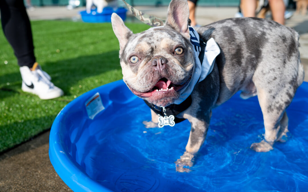 Better Together: Upcoming Outdoor Dog-Friendly Events 