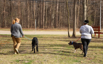 5 Benefits of Dog Walking You May Not Know 