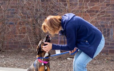 Michigan Humane Trivia