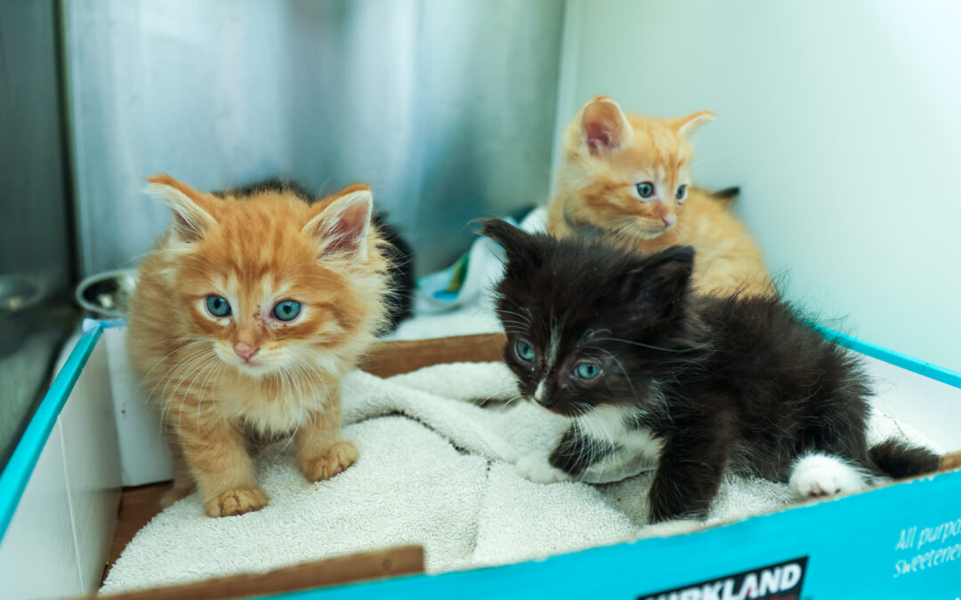 Detroit Bans the Retail Sale of Cats and Dogs