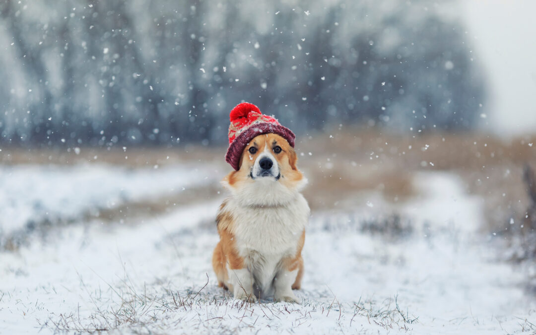 Traveling with Pets: Holiday Safety Tips