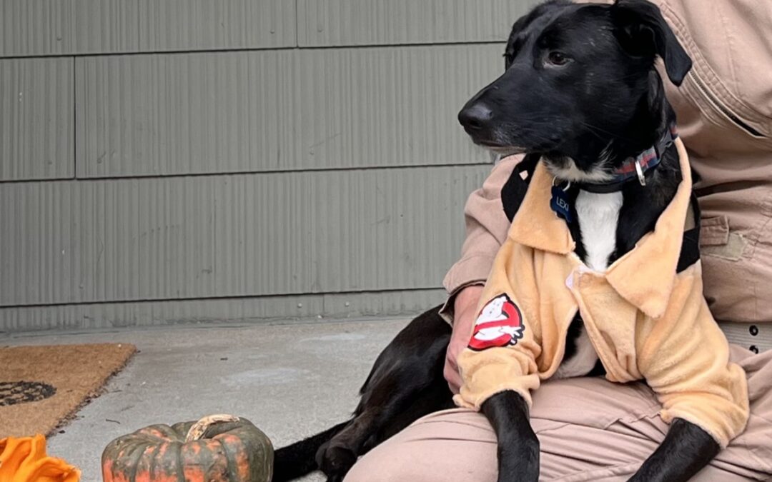 Halloween Safety Tips