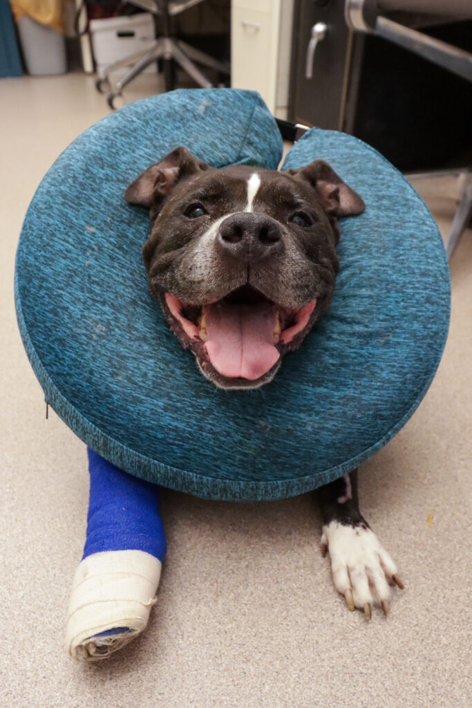 Mr. Fluffypants in a recovery donut