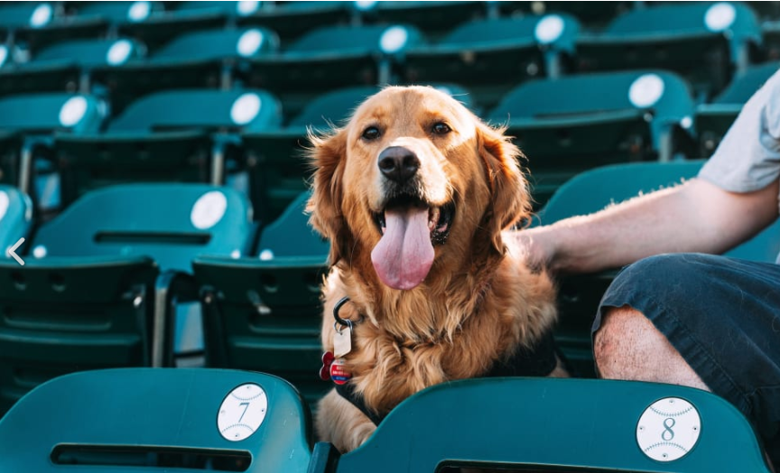 Golden retriever sitting at the Detroit Tiger bleachers